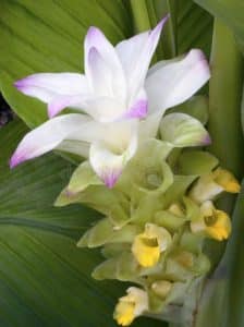 White Turmeric Flower